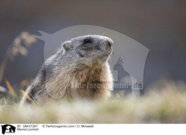 Marmot portrait / UM-01267