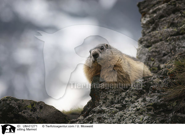 sitting Marmot / UM-01271