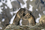 fighting Alpine Marmots