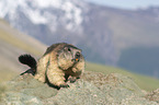 walking Alpine Marmot