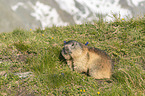 eating Alpine Marmot