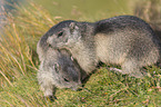 young Alpine Marmots