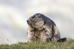sitting Alpine Marmot