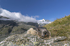 lying Alpine Marmot