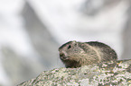 young Alpine Marmot