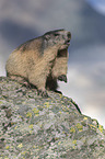 sitting Alpine Marmot 