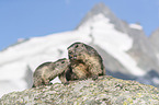 young and adult Alpine Marmot