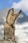 standing Alpine Marmot 