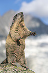 standing Alpine Marmot 