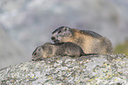 young and adult Alpine Marmot