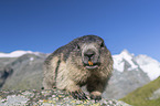 standing Alpine Marmot