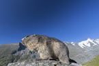 standing Alpine Marmot