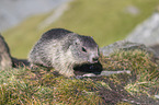 young Alpine Marmot