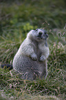 sitting Marmot