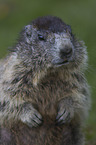 Marmot portrait