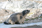 standing Marmot