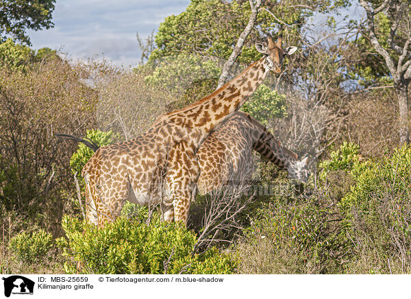 Kilimanjaro giraffe / MBS-25659