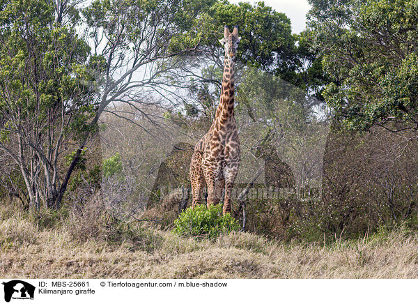 Kilimanjaro giraffe / MBS-25661