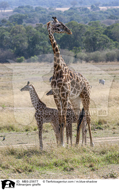 Kilimanjaro giraffe / MBS-25677