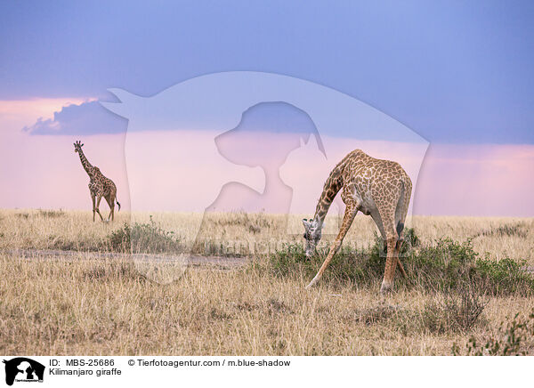 Kilimanjaro giraffe / MBS-25686