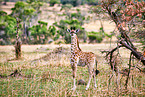 Masai Giraffe