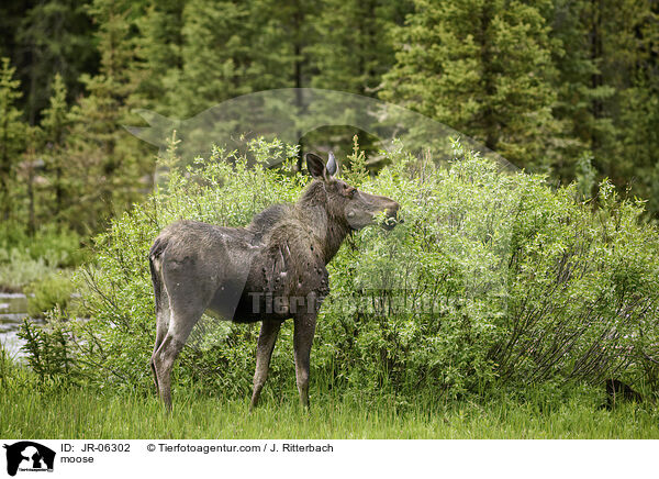 Elch / moose / JR-06302