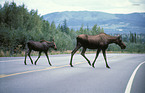 elk cow & calf on the road