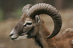 mouflon Portrait