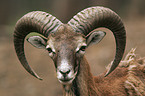 mouflon Portrait