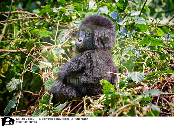 mountain gorilla / JR-01869