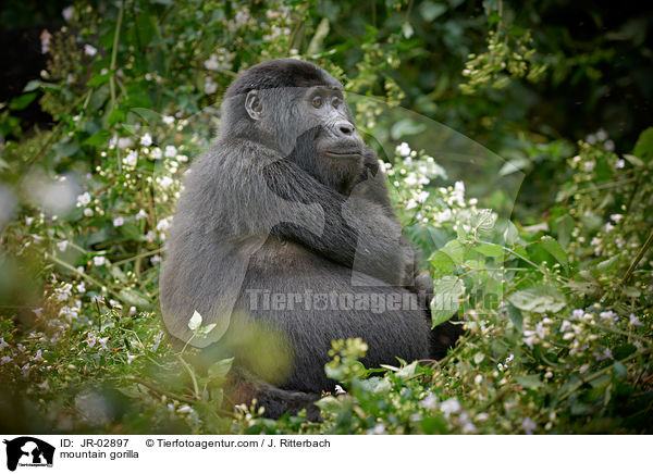mountain gorilla / JR-02897