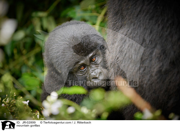 mountain gorillas / JR-02899