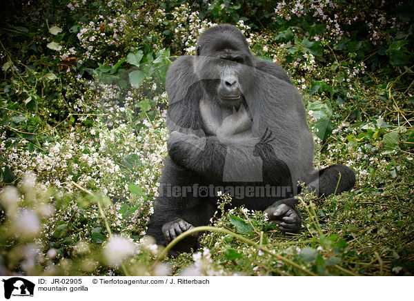 mountain gorilla / JR-02905