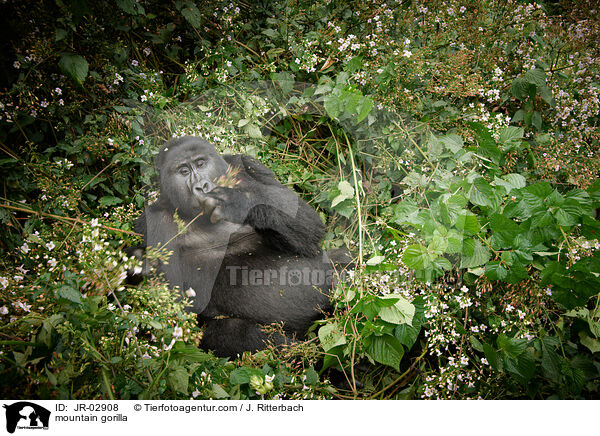 mountain gorilla / JR-02908
