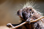 new world porcupine