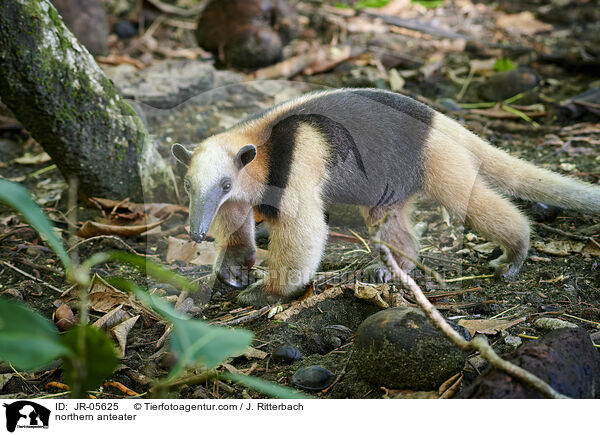 northern anteater / JR-05625