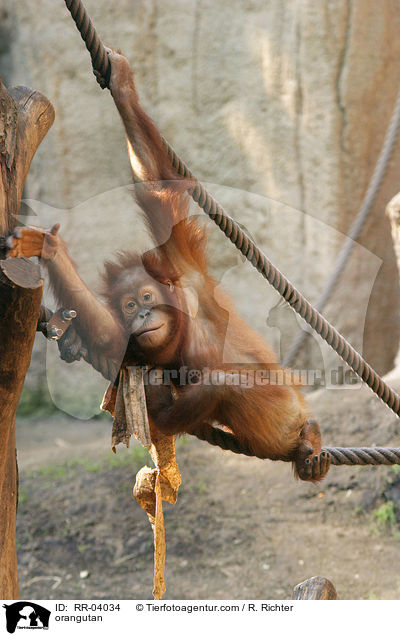 orangutan / RR-04034