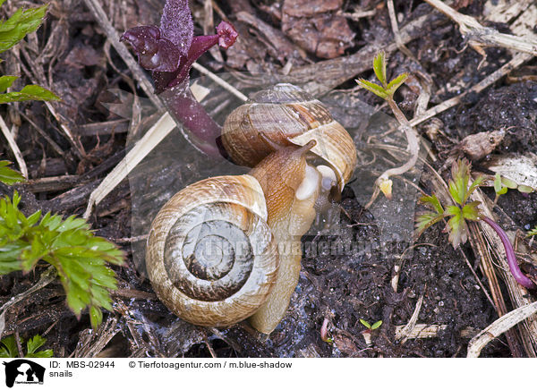 snails / MBS-02944