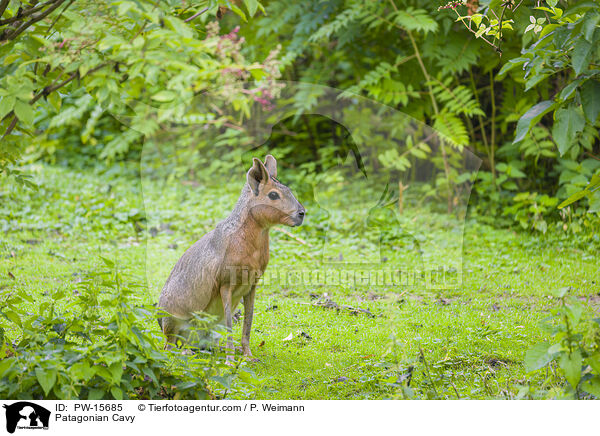 Patagonian Cavy / PW-15685