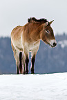 Przewalski wild horse