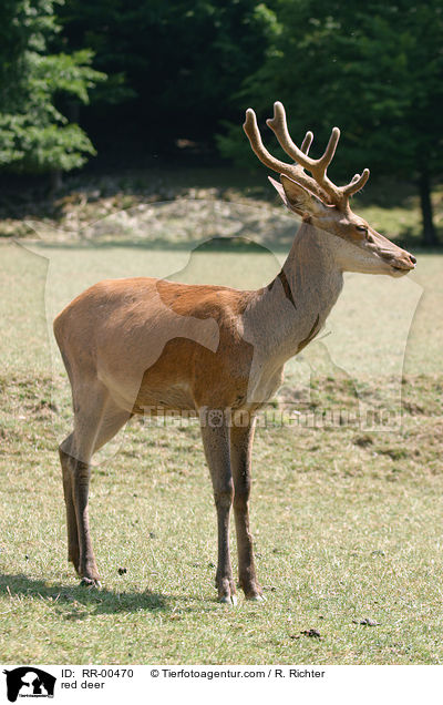 red deer / RR-00470