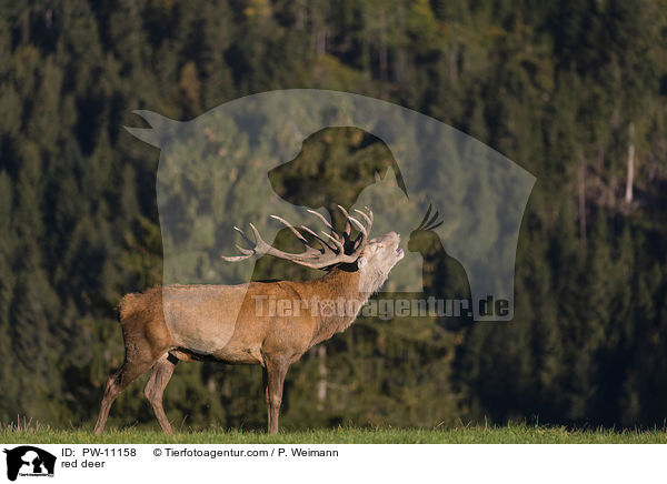 Rothirsch / red deer / PW-11158