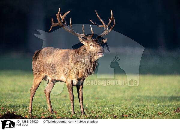 Rotwild / red deer / MBS-24920