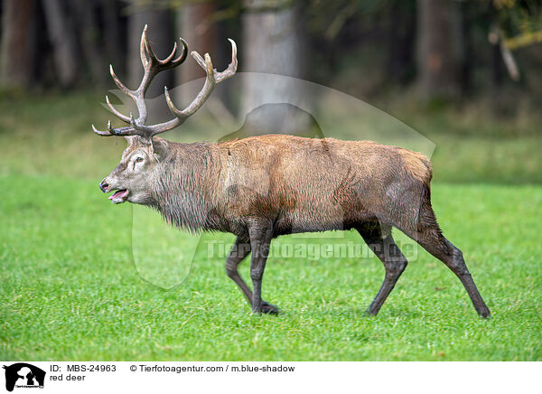 Rotwild / red deer / MBS-24963