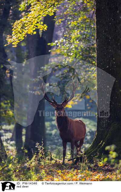 red deer / PW-14346
