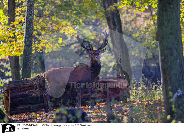 red deer / PW-14348