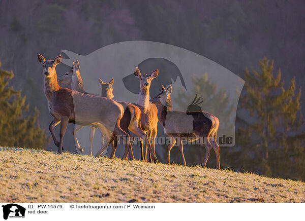 red deer / PW-14579