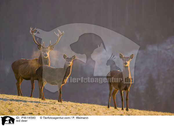 red deer / PW-14580