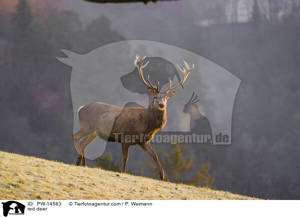 red deer / PW-14583