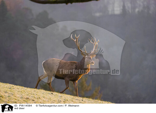 red deer / PW-14584